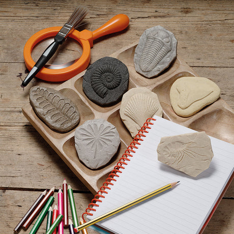 Play & Explore Fossils Set of 8