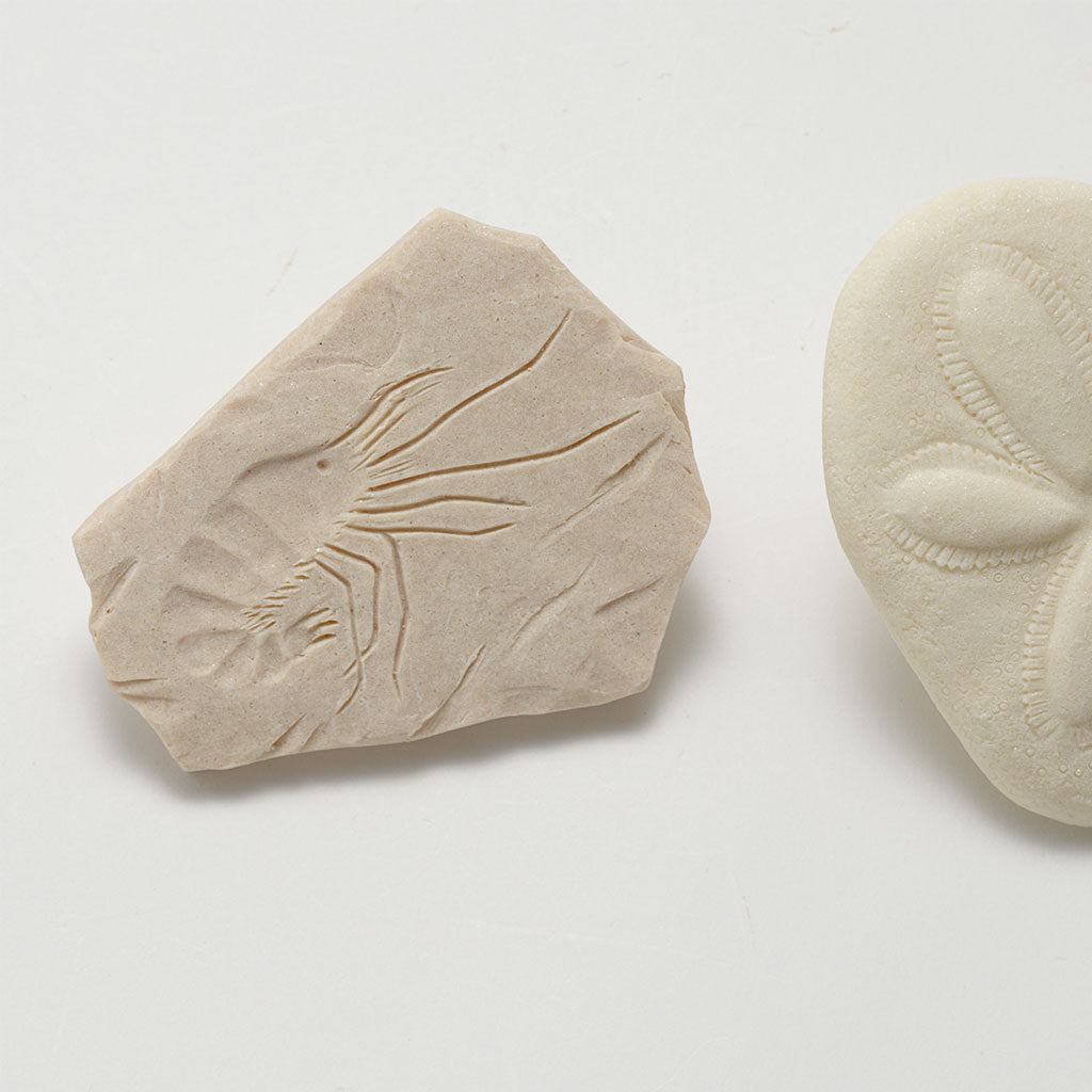 Play & Explore Fossils Set of 8