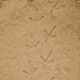 Farmyard Footprints Set of 8