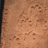 Safari Footprints - Set of 8
