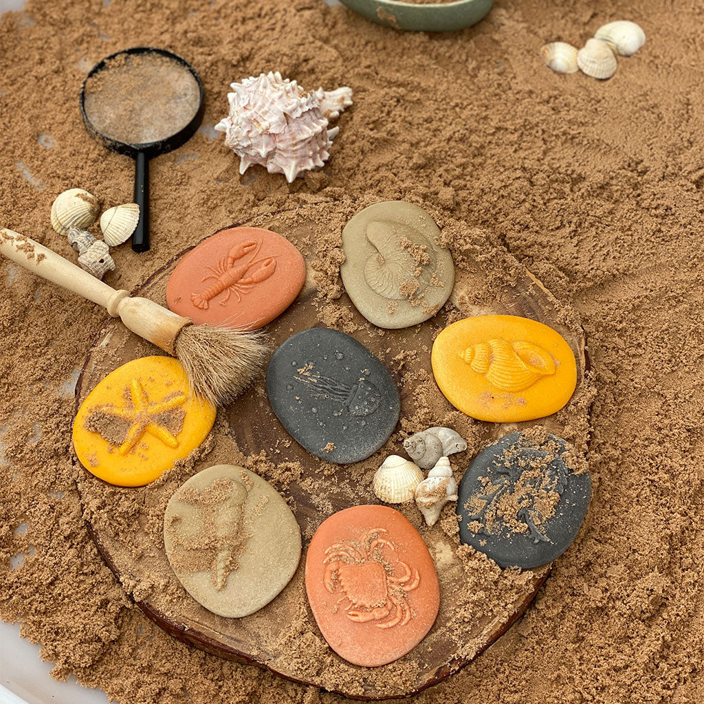 Let's Investigate Seashore - Set of 8