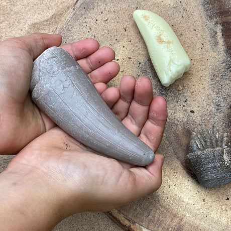 Prehistoric Teeth - Set of 8 - Educating Kids