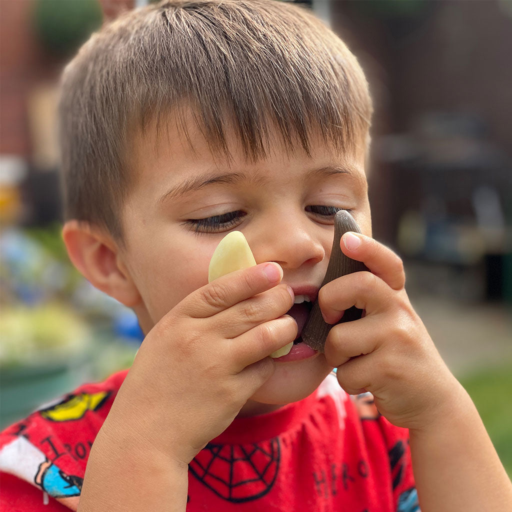 Prehistoric Teeth - Set of 8