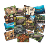 Prehistoric Teeth Activity Cards - Set of 16