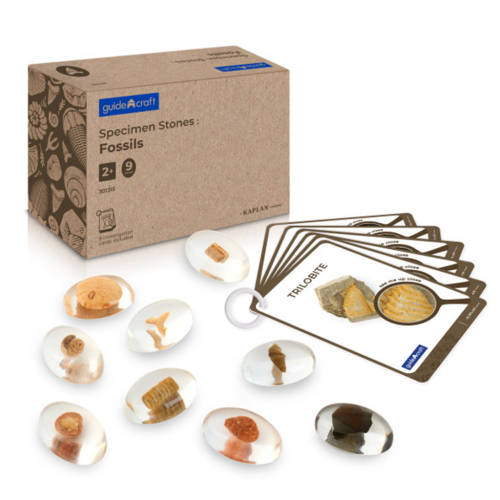 Specimen Stones Fossils - 9 Stones