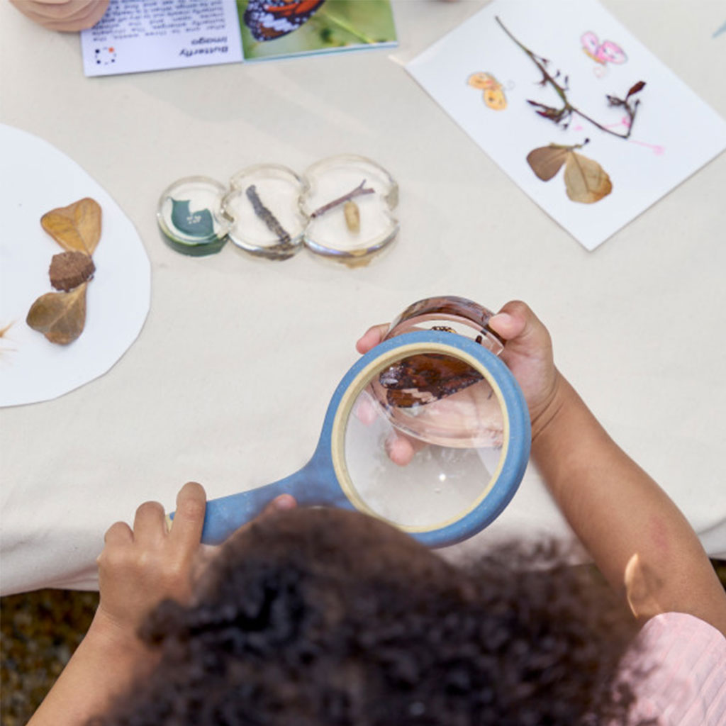 Specimen Life Cycle Puzzle - Butterfly