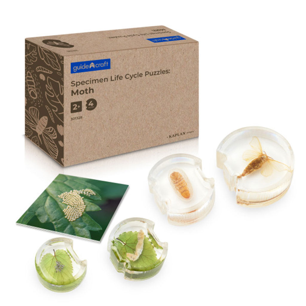 Specimen Life Cycle Puzzle - Moth