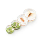 Specimen Life Cycle Puzzle - Moth