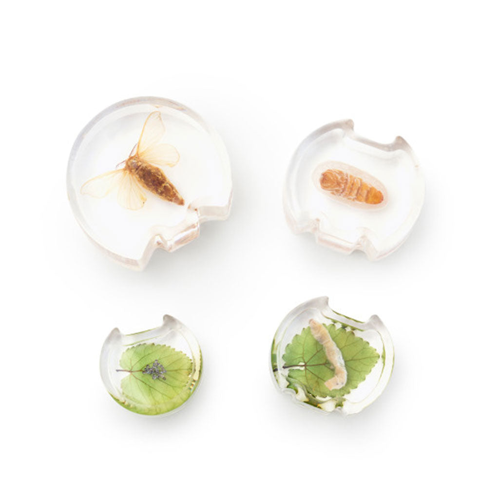 Specimen Life Cycle Puzzle - Moth