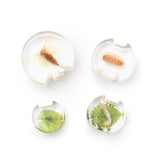 Specimen Life Cycle Puzzle - Moth