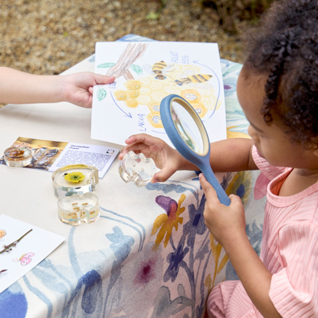 Specimen Life Cycle Puzzles - Honeybee