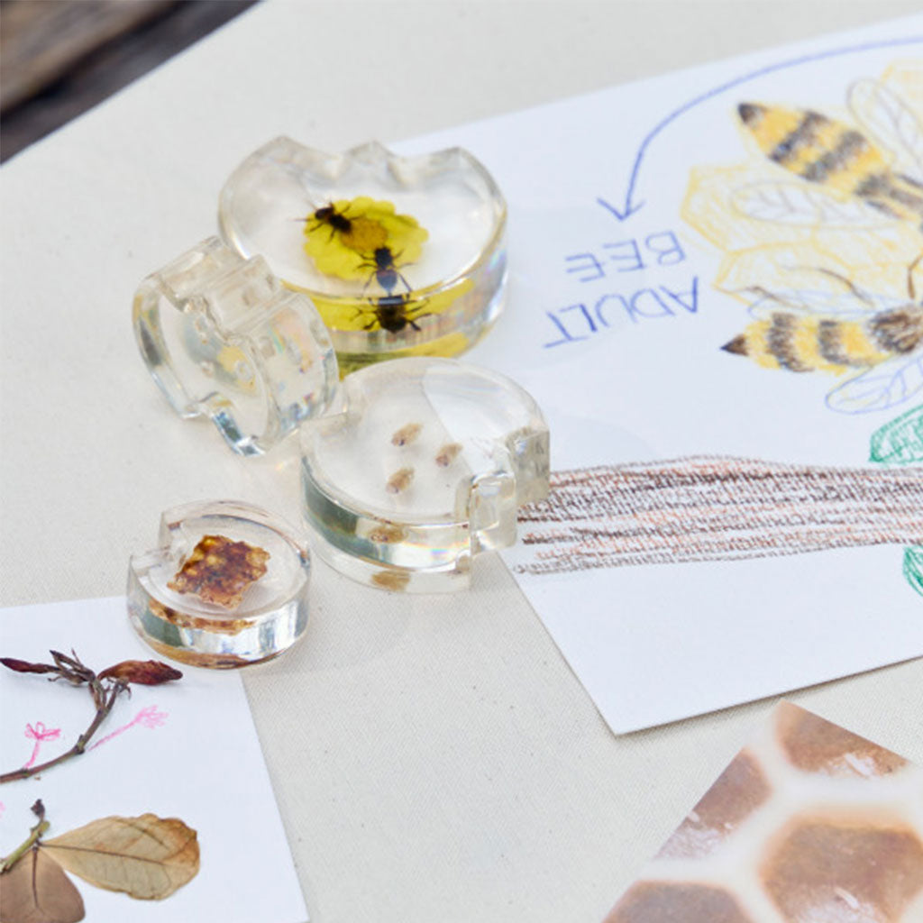 Specimen Life Cycle Puzzles - Honeybee