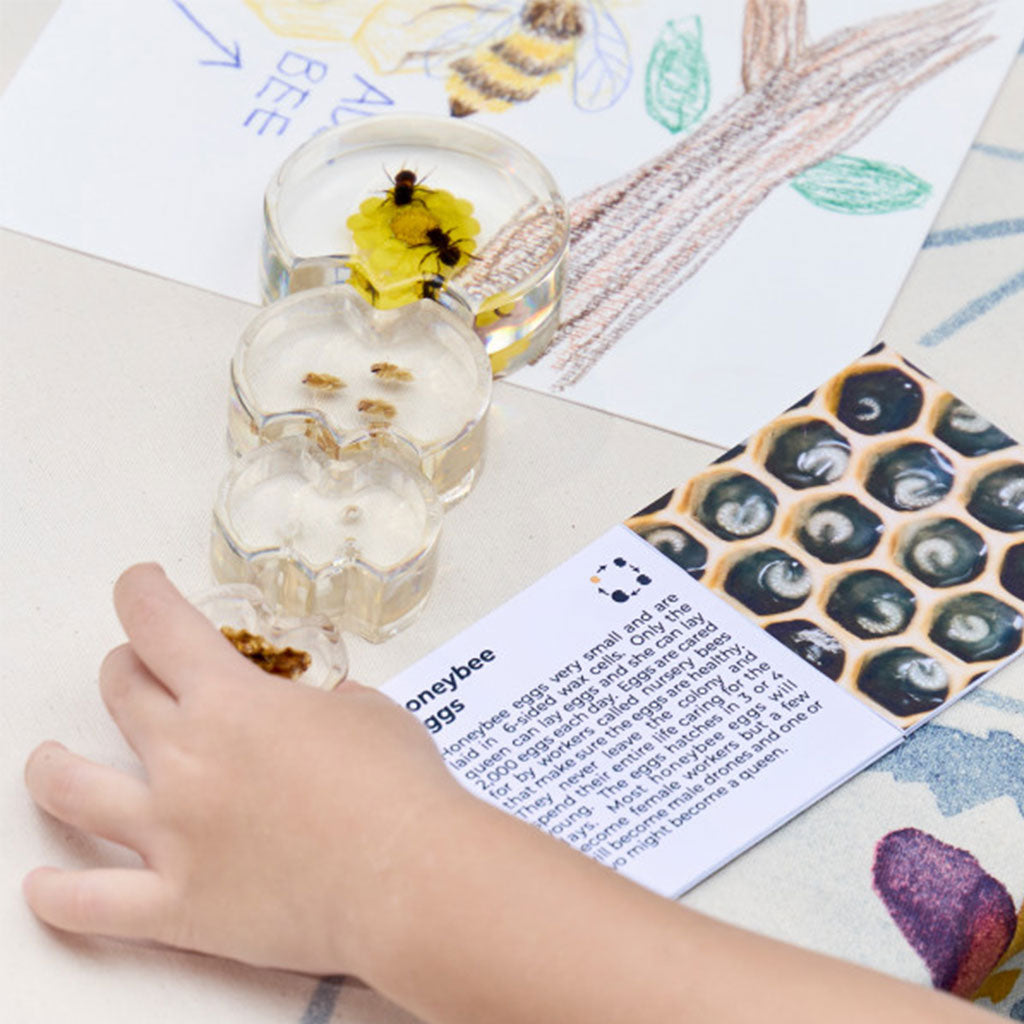 Specimen Life Cycle Puzzles - Honeybee