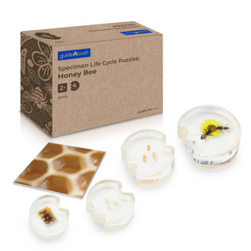 Specimen Life Cycle Puzzles: Honey Bee