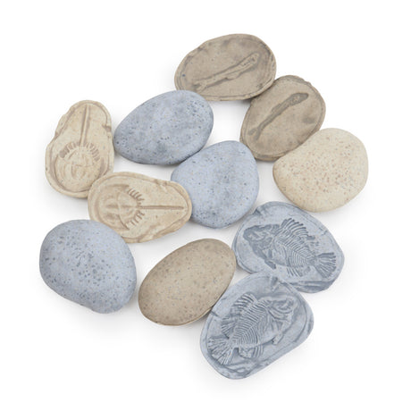 2185-302268 Magnetic Matching Fossil Stones Aquatic Life - Se_01.jpg