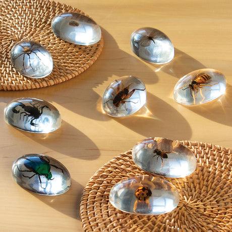 Specimen Stones - Bugs