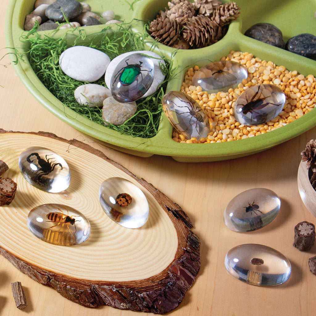 Specimen Stones - Bugs