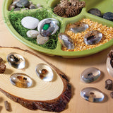 Specimen Stones - Bugs