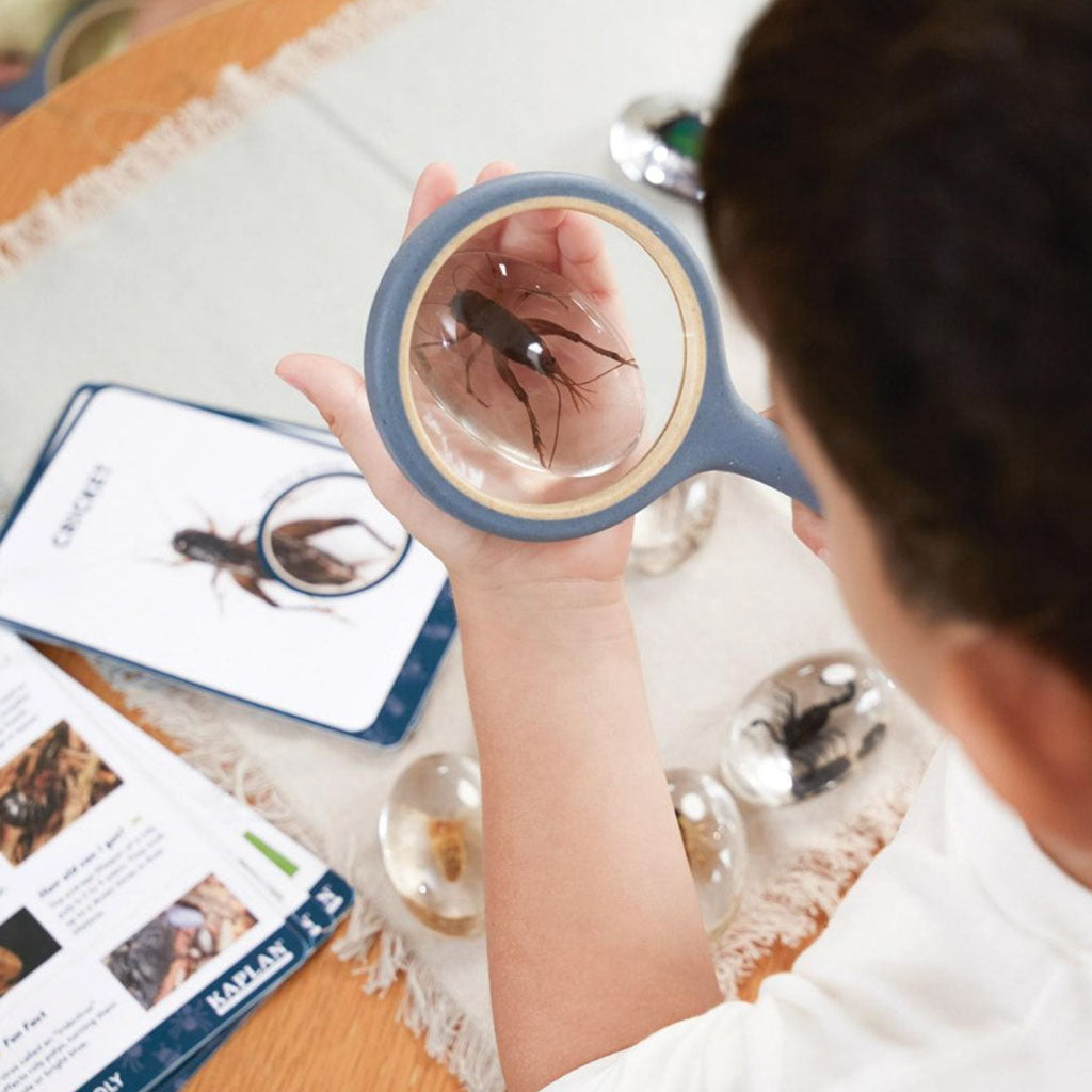 Specimen Stones - Bugs