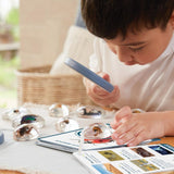 Specimen Stones - Bugs