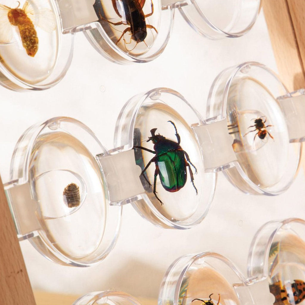 Specimen Stones - Bugs