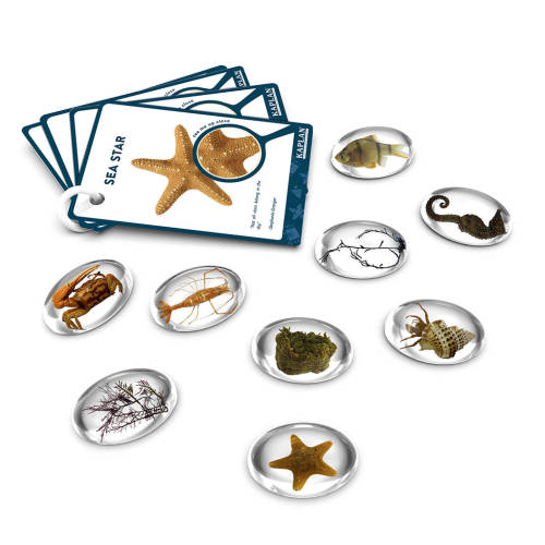 Specimen Stones - Sea Creatures
