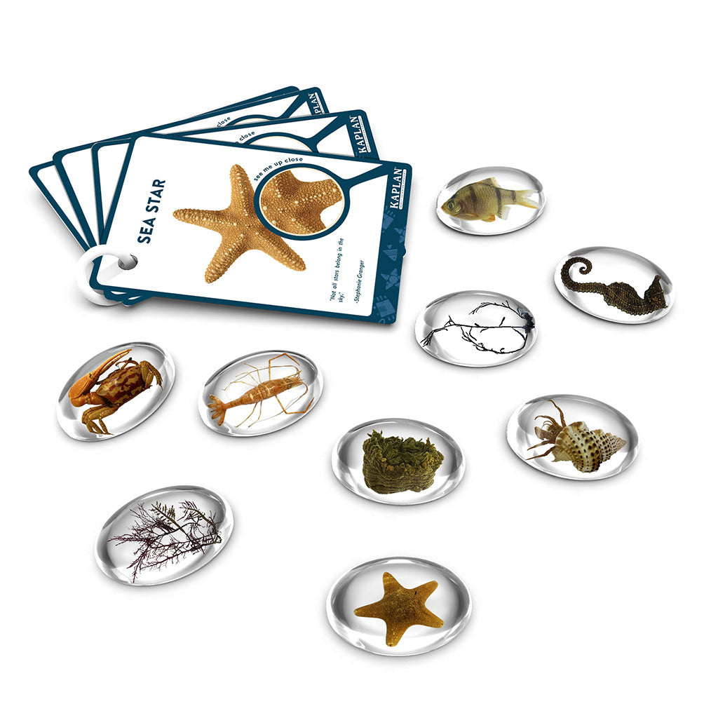 Specimen Stones - Sea Creatures