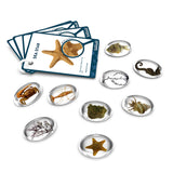 Specimen Stones - Sea Creatures