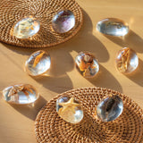 Specimen Stones - Sea Creatures