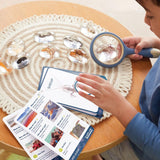 Specimen Stones - Sea Creatures