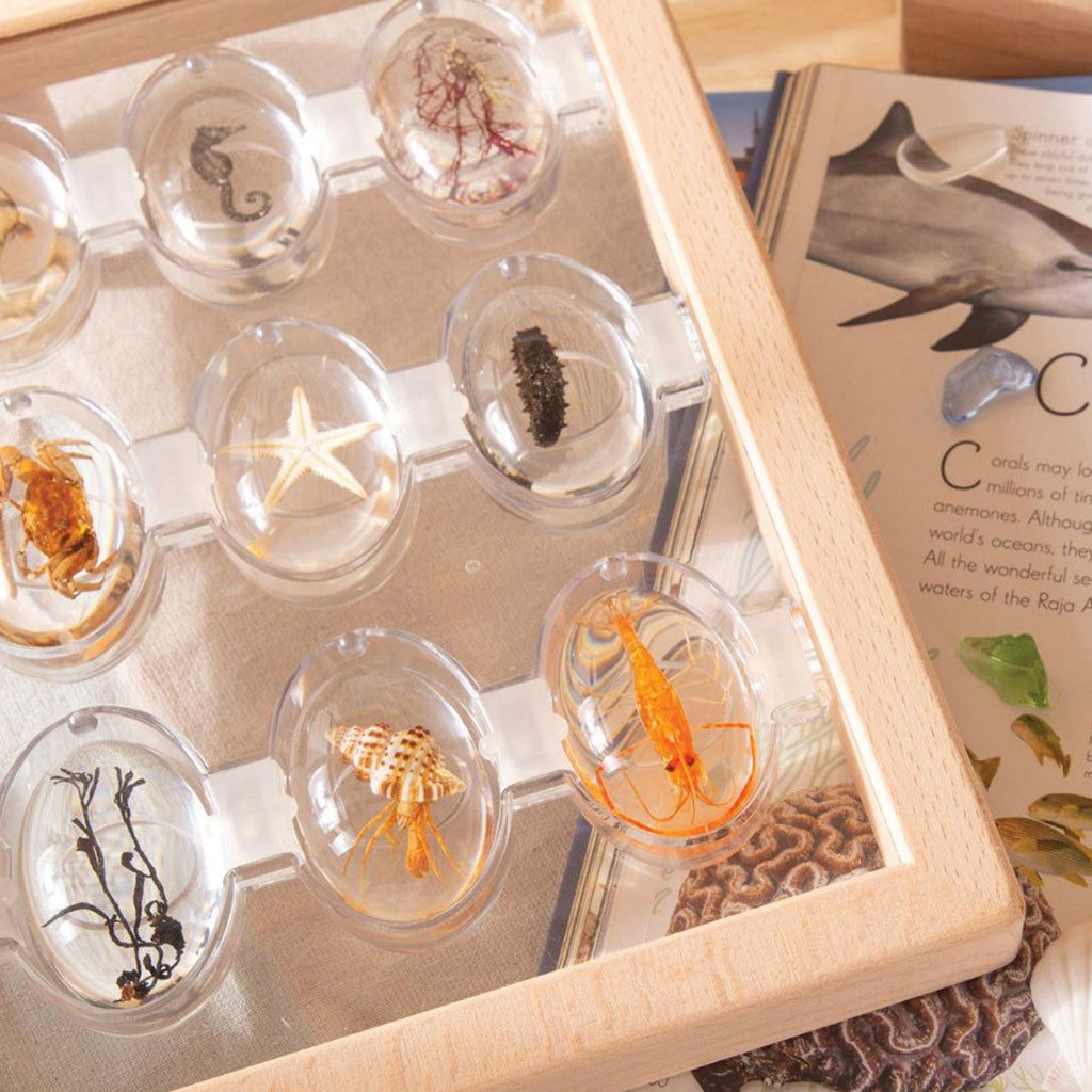 Specimen Stones Tabletop Stand