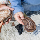 Magnetic Matching Fossil Stones - Set of 6