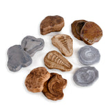 Magnetic Matching Fossil Stones - Set of 6