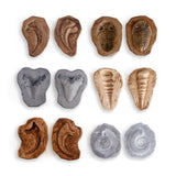 Magnetic Matching Fossil Stones - Set of 6