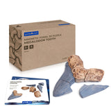 Magnetic Fossil 3D Puzzle - Megalodon Tooth