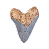 Magnetic Fossil 3D Puzzle - Megalodon Tooth