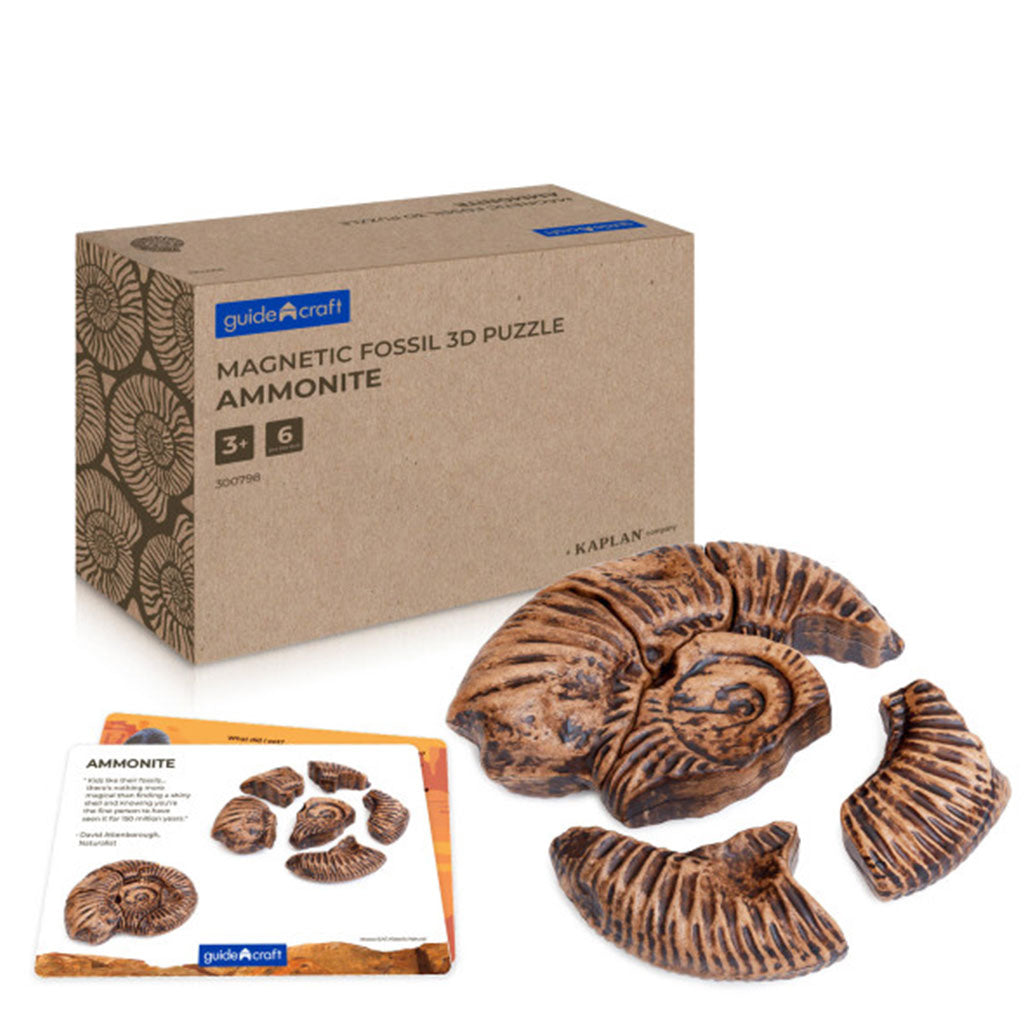Magnetic Fossil 3D Puzzle - Ammonite