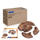 Magnetic Fossil 3D Puzzle - Ammonite