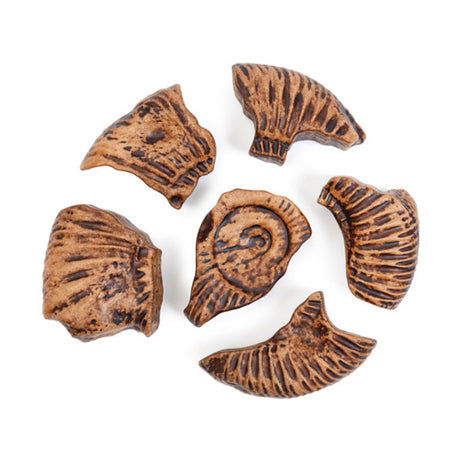 Magnetic Fossil 3D Puzzle - Ammonite