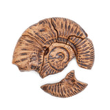 Magnetic Fossil 3D Puzzle - Ammonite
