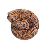 Magnetic Fossil 3D Puzzle - Ammonite