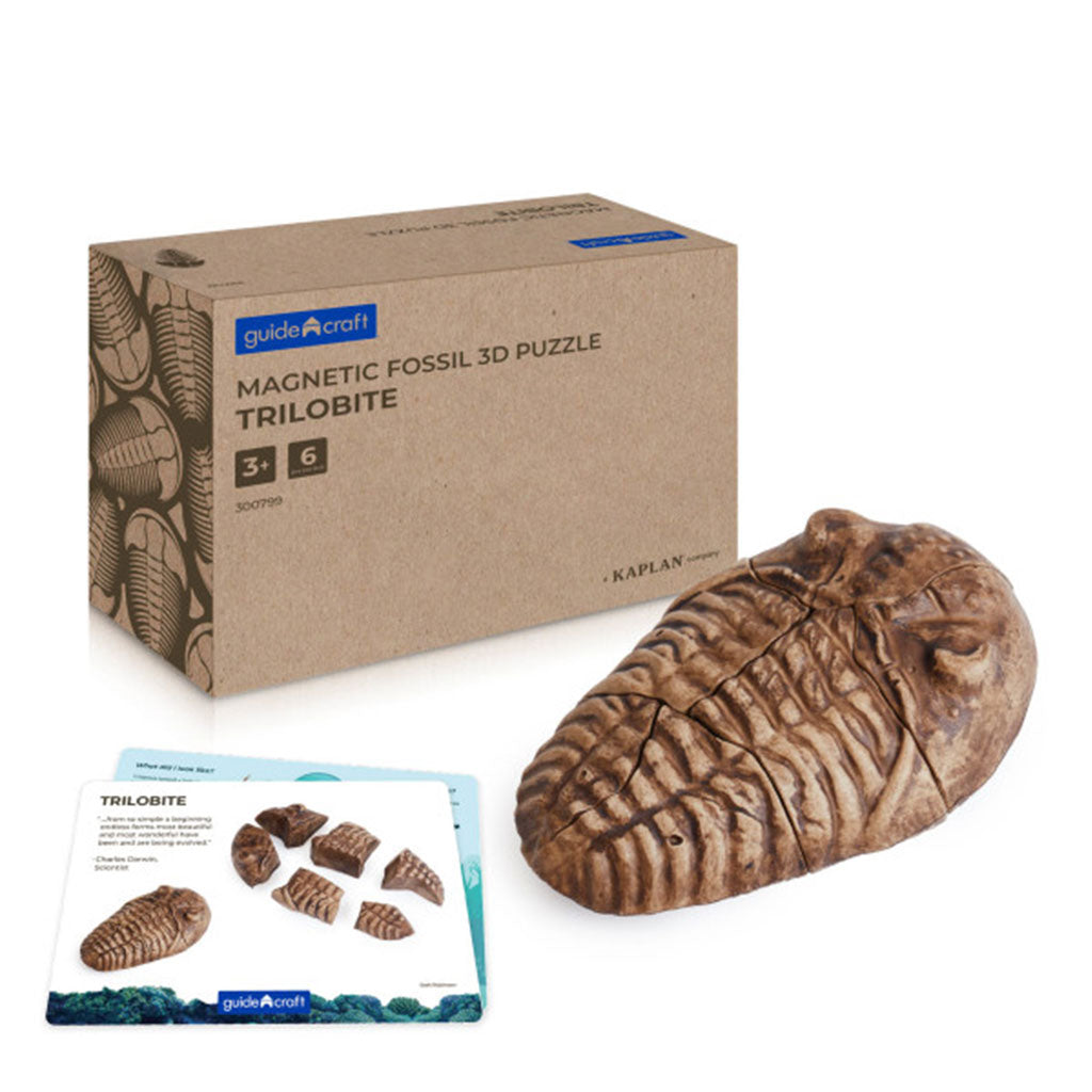 Magnetic Fossil 3D Puzzle - Trilobite