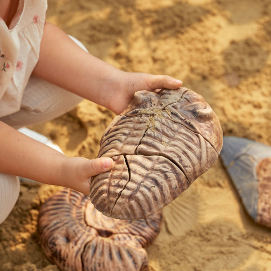 Magnetic Fossil 3D Puzzle - Trilobite
