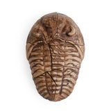 Magnetic Fossil 3D Puzzle - Trilobite
