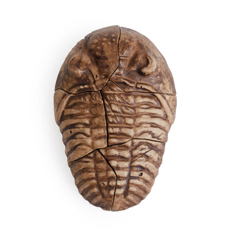 Magnetic Fossil 3D Puzzle - Trilobite