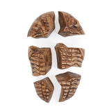 Magnetic Fossil 3D Puzzle - Trilobite