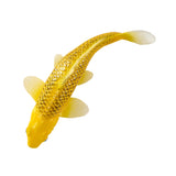 302-MOJ381105 Mojo - Kin Matsuba Koi Carp_04.jpg