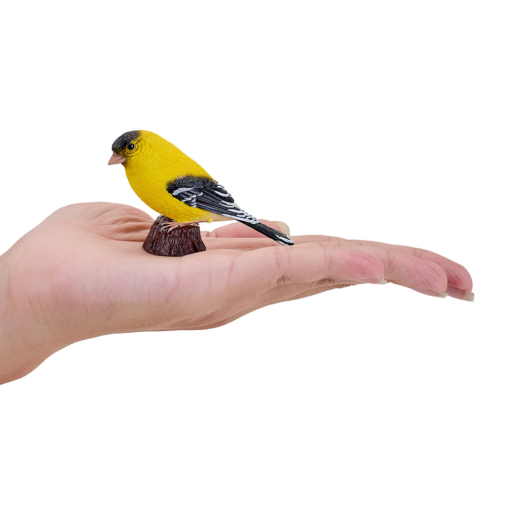 302-MOJ381111 Mojo - American Goldlfinch_03.jpg