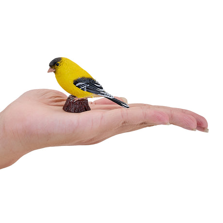 302-MOJ381111 Mojo - American Goldlfinch_03.jpg