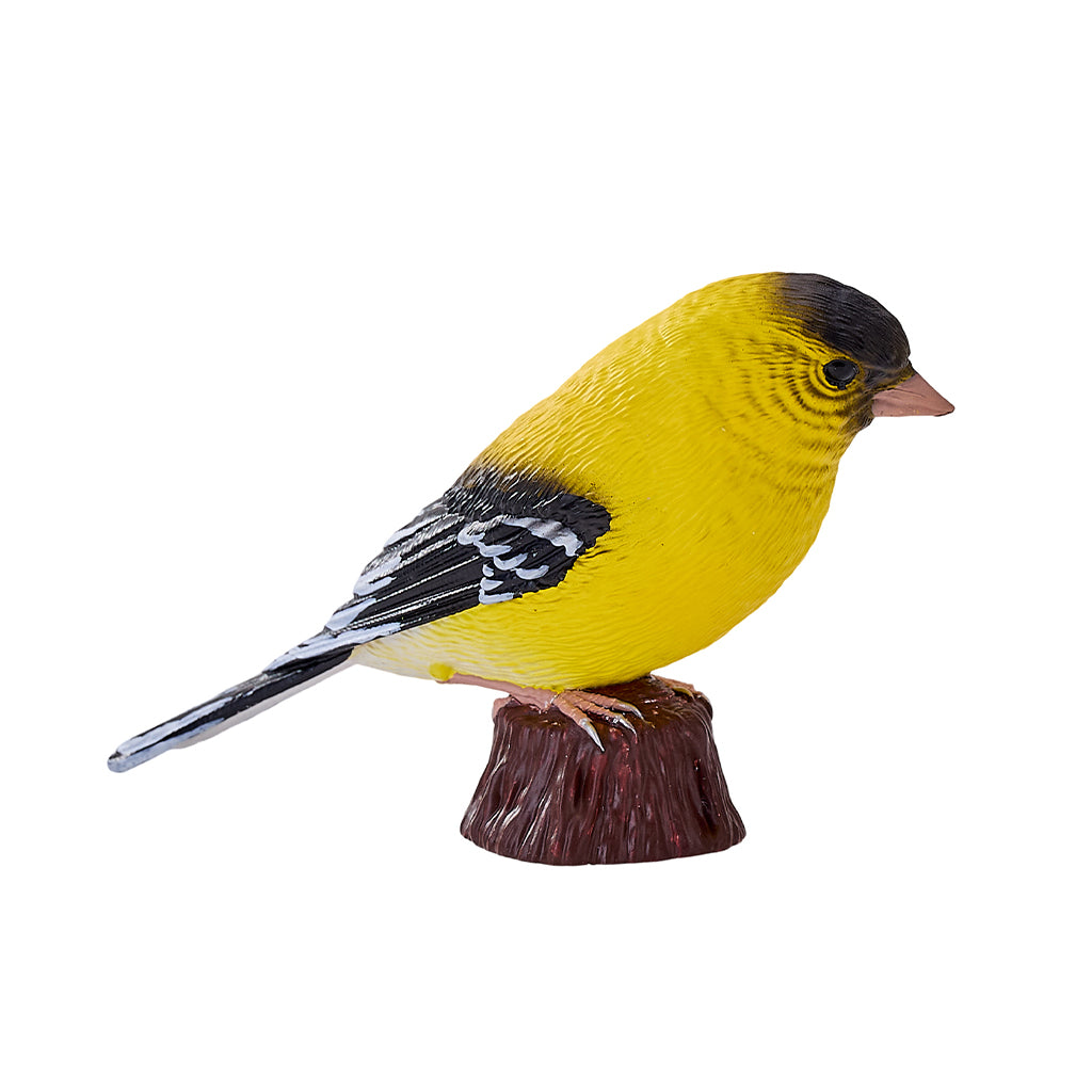 302-MOJ381111 Mojo - American Goldlfinch_04.jpg